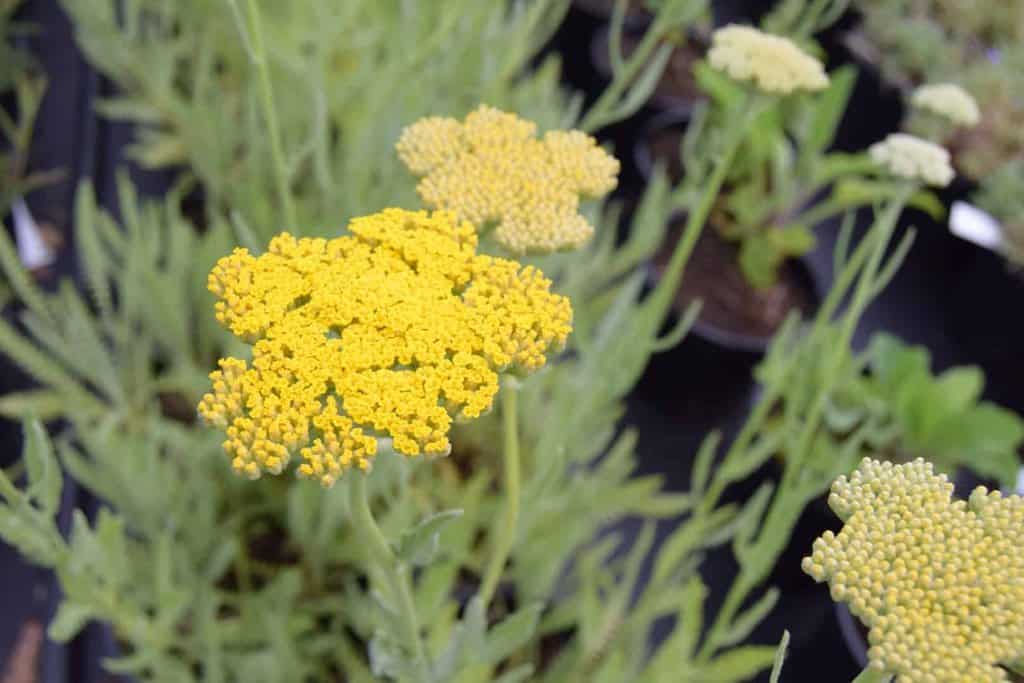 Achillea 'Coronation Gold' ---